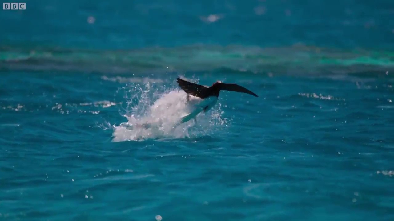 Ces poissons mangent des oiseaux en plein vol !!
