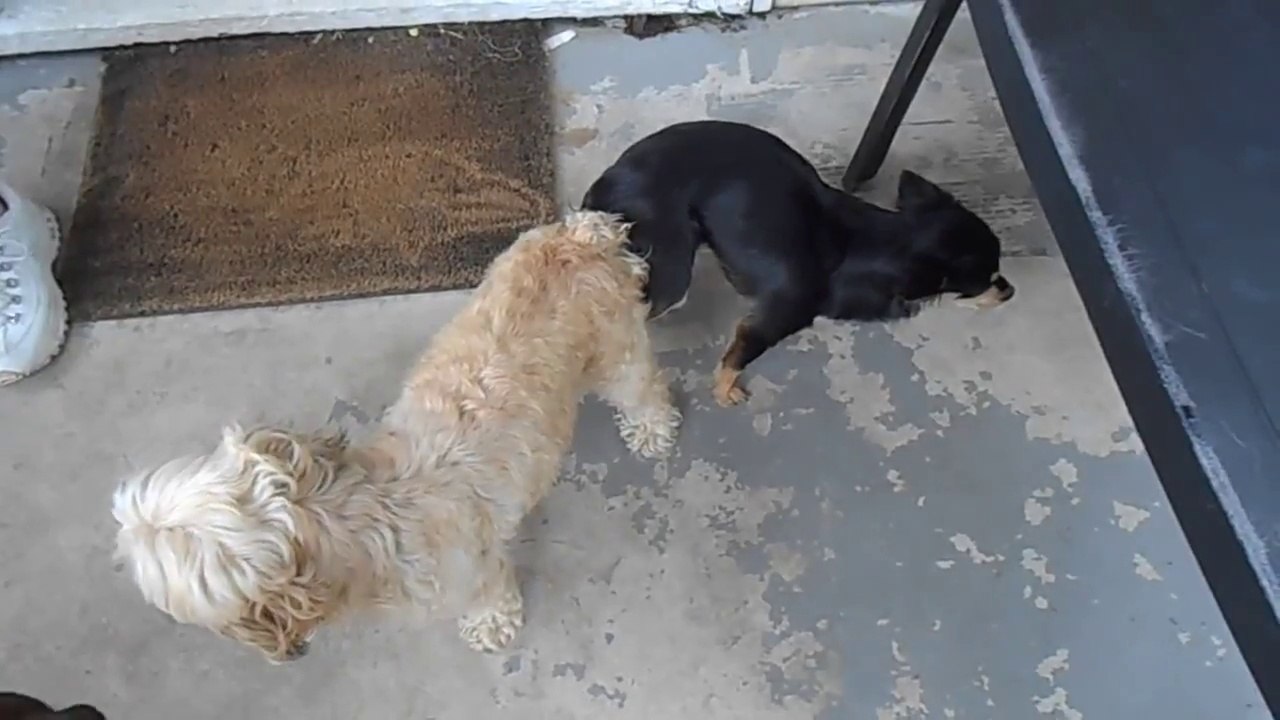 2 chiens coincés l'un DANS l'autre !! A vouloir faire des petits..