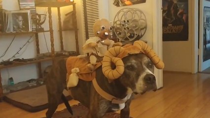 Il déguise son chien en animal Star Wars : Bantha & Tusken Raider