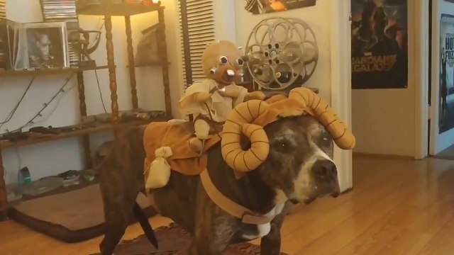 Il déguise son chien en animal Star Wars : Bantha & Tusken Raider