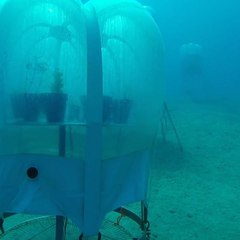 Crops are growing in this underwater garden [Mic Archives]