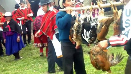 Gallo Pitina Junducucho 2016 San Antonio De Padua
