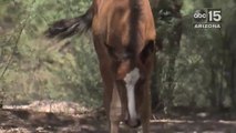 6 secrets about Salt River Wild Horses - ABC15 Digital