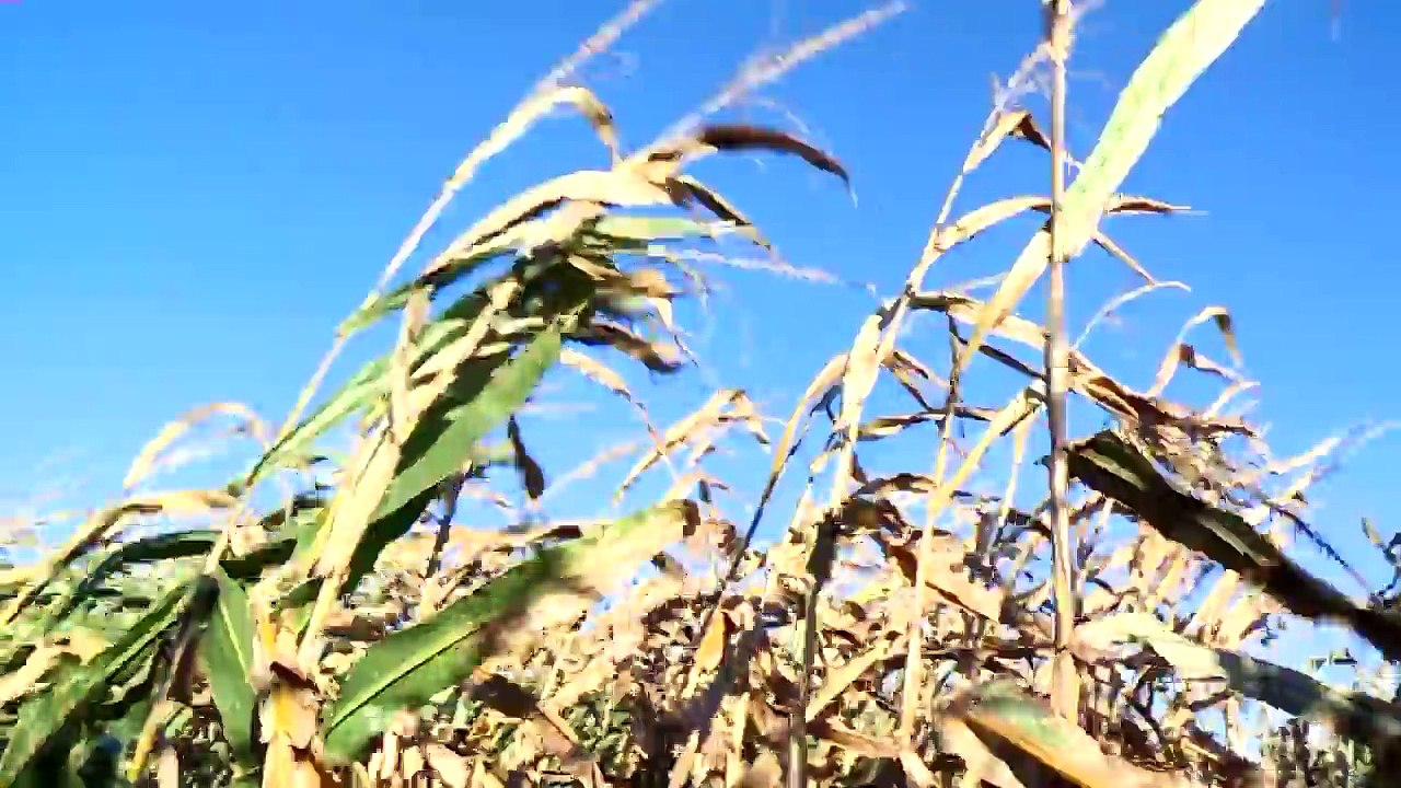 Maryland Corn Maze Honors 'America's Superheroes'