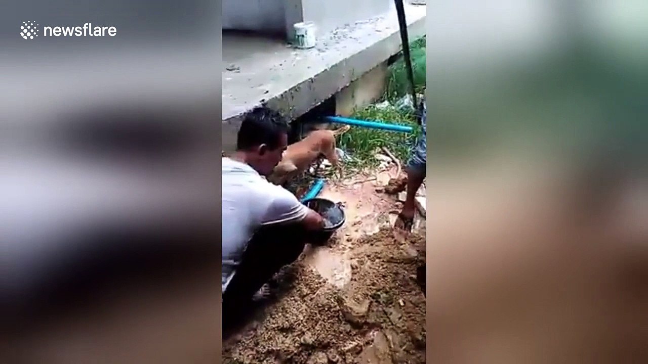 Puppies rescued after four days trapped under flooded building