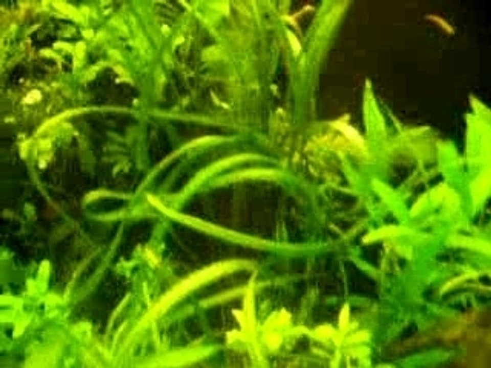 mon 260 l