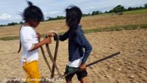 Wow! Brave Sisters Catch Two Big Snakes While Digging Crabs in Their Farm