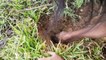 Terrifying!! Little Sister And Brother Catch Four Big Snakes While Digging Hole Near Their