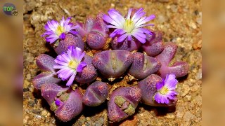 10 Plantas Mas Raras y Misteriosas Del Desierto