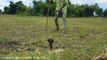 Amazing Brave Boy Catch Big Cobra While Shooting Birds in The Farm