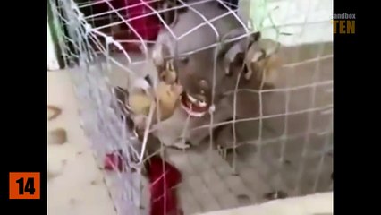 20 Strange Creatures Caught on Camera