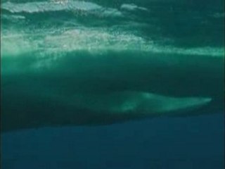 Au Coeur des Océans : Baleines Bleues