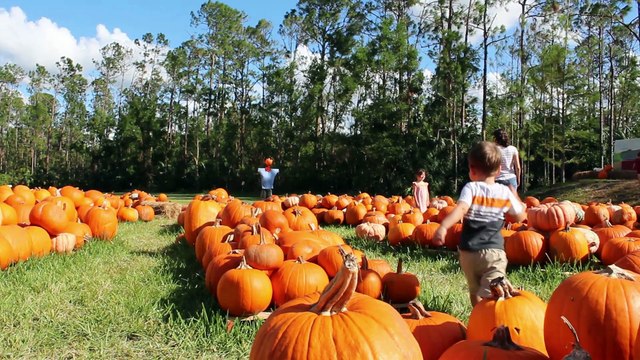 Ember and Connor - Halloween Pumpkins 2017