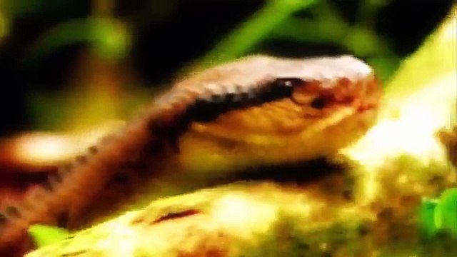 Nat Geo WIld -Most beautiful and venomous snakes on the planet - Animals Documentary( HD)