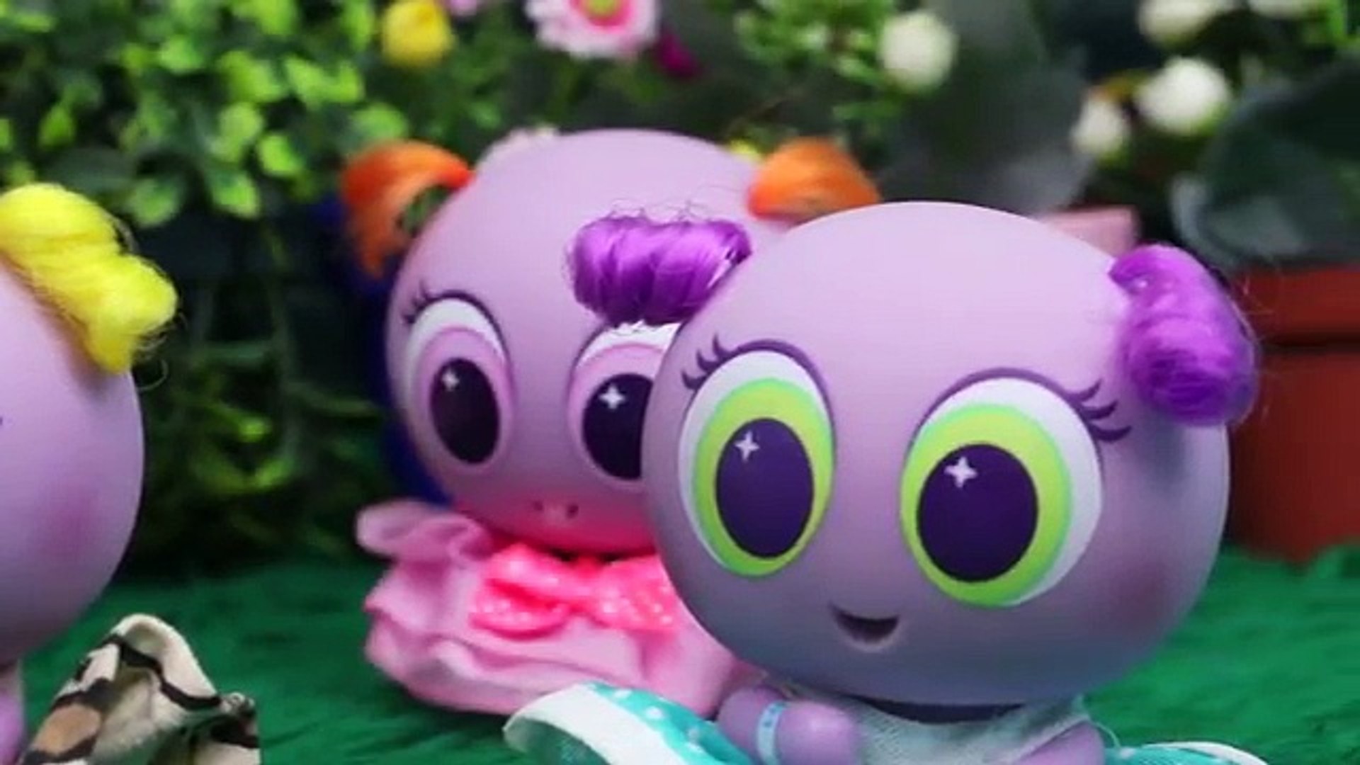 fotos de casimeritas