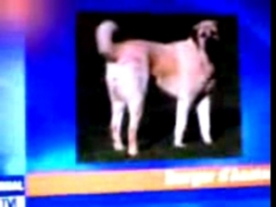 Des chiens abattus par la police