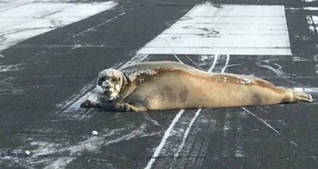 Alaska'daki Havalimanının Sürpriz Ziyaretçisi Fok, Uçuşları Durdurdu
