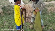 Terrifying !! Brave Little Sister And Brother Catch Many Snakes By Digging Hole Near Their