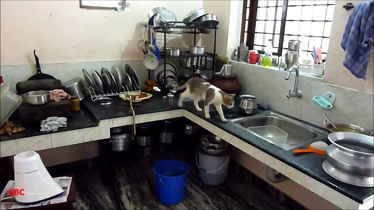Cat searching in kitchen
