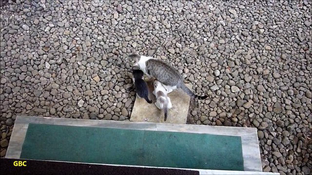 Cute kittens drinking milk