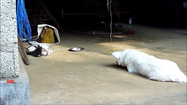 Dog watching kittens drinking mik