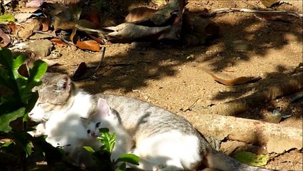 Cute kitten plays on mother cats tail