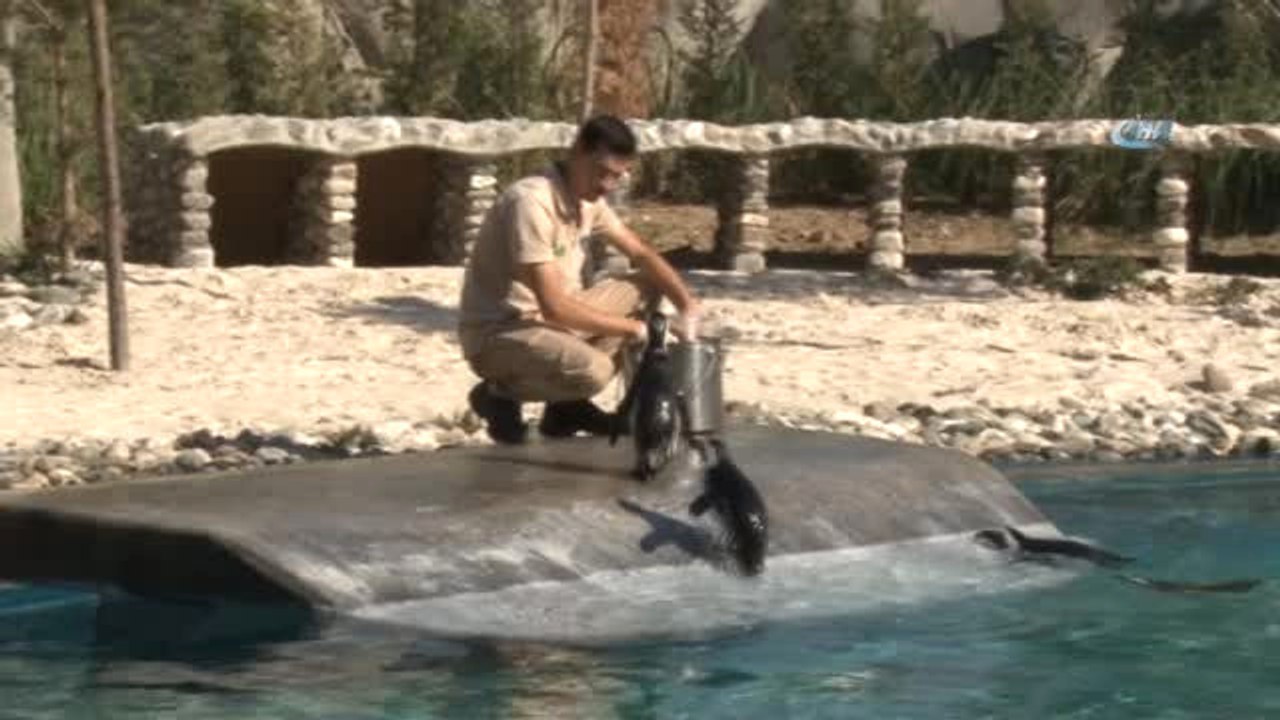 Hayvanat Bahçesinin Gözdesi Penguen ve Foklar