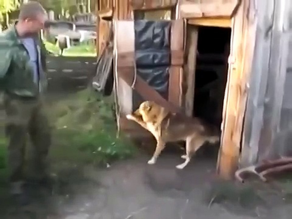 До свиданья, приходите в другой раз , смешные истории с животными 2017 !Smart dog good-bye,