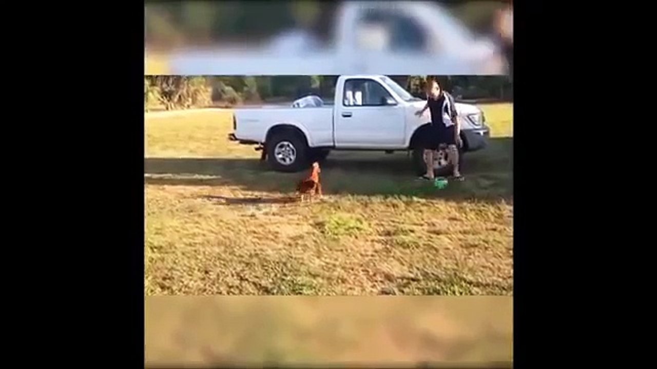 funny dogs 2017