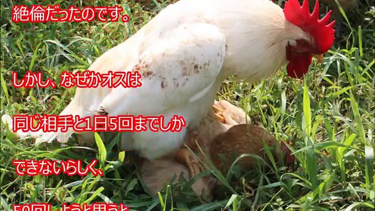 【雑学】話のネタになる大人のトリビア16選【ヒミツノトビラ】