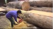 Extreme Excellent Skill Cutting Biggest Wood - Techniques Crazy Sawmill Cutting Wood Largest