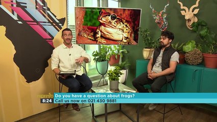 Into the Wild – Frogs 1-4-aN08K16fLIA