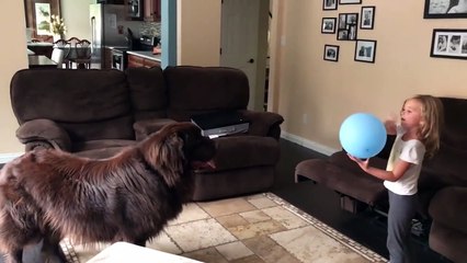 Ce chien adore jouer avec sa petite maîtresse !
