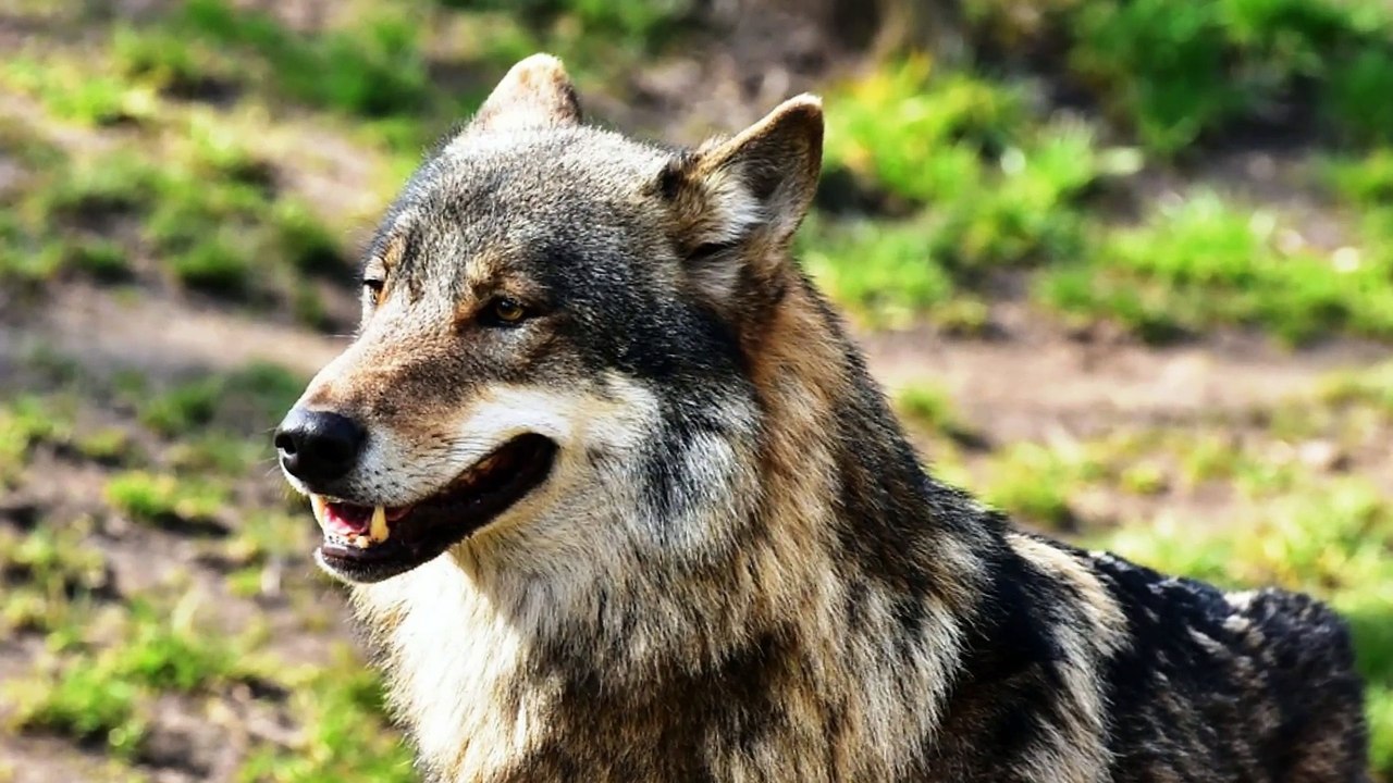 La Fiscalía inicia diligencias de investigación por la caza de un lobo en Cangas de Narcea, Asturias