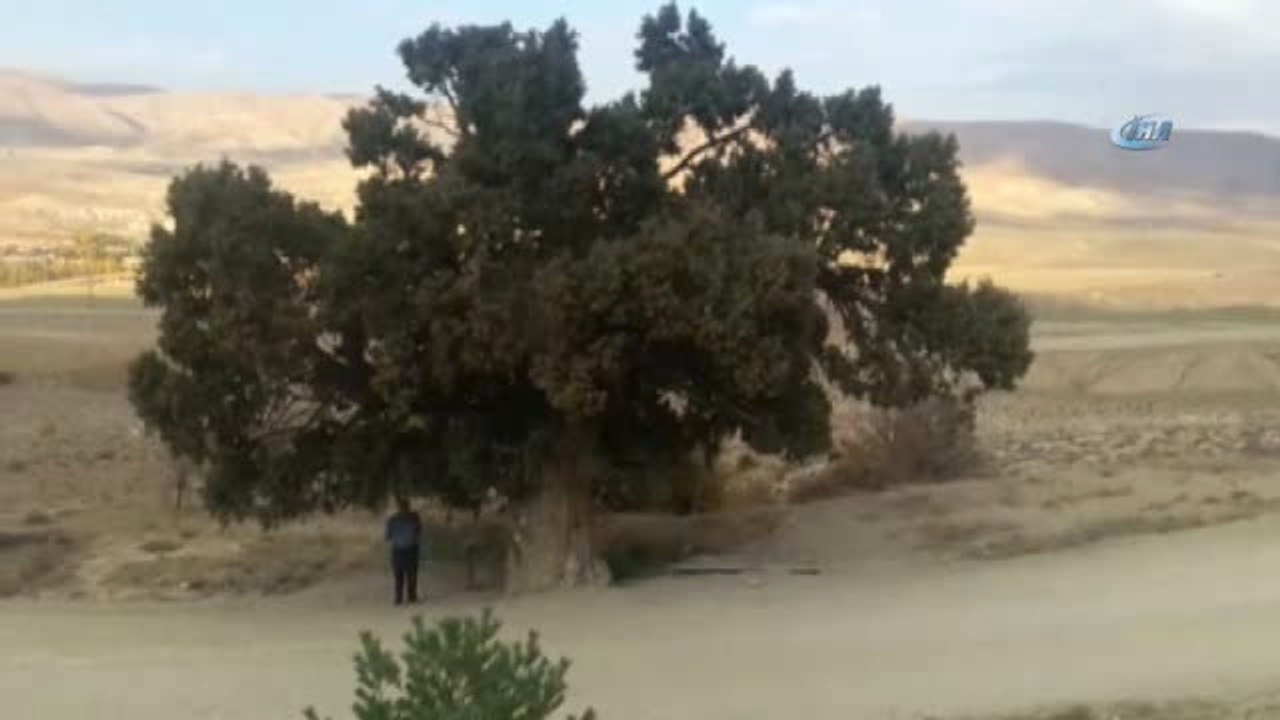 Yedi Asırlık Ardıç Ağacı İçin Koruma Talebi