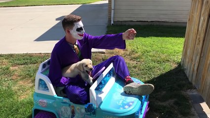 Captain America Saves Logan the Lab Puppy from Joker and Bearded Joker _ Super Hero In Real Life-c1_KJPFNzrk