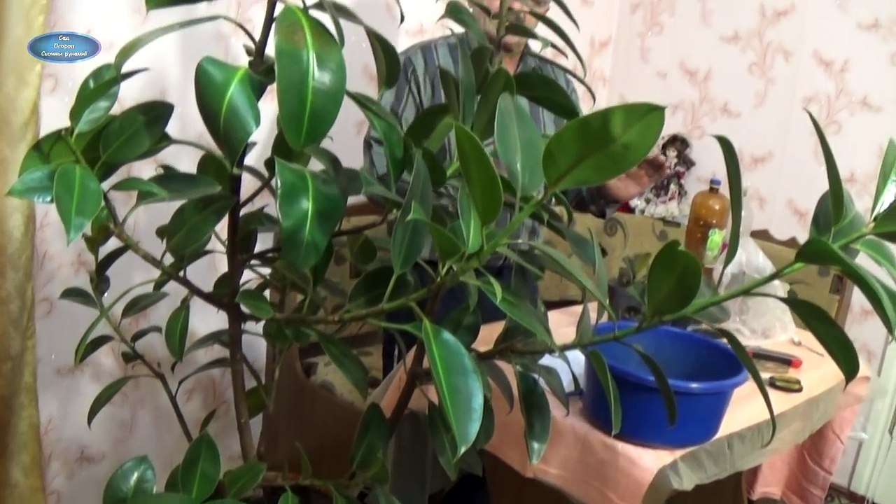 РАЗМНОЖЕНИЕ ФИКУСА ДОМА! ПОЛНЫЙ ЦИКЛ ОТ А до Я!