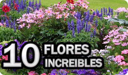 10 Flores Esenciales En Todos Los Huertos o Jardines || La Huertina De Toni