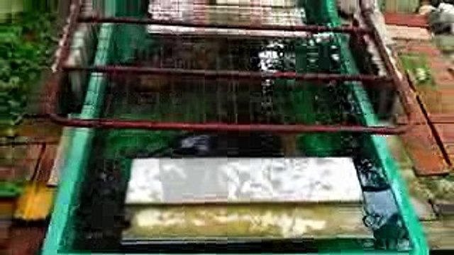 2017725火曜日の庭ガメの状況