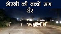 Gujarat: Lioness crossing road with cubs in Gir Somnath; Watch Video | वनइंडिया हिंदी