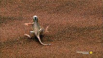 The Sidewinder Snake Slithers at 18 MPH