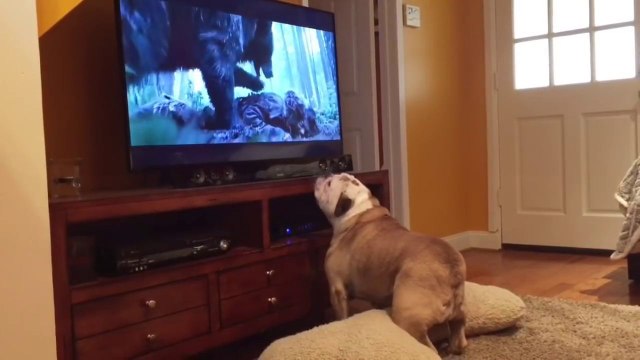 Un chien veut sauver Leonardo DiCaprio dans The Revenant