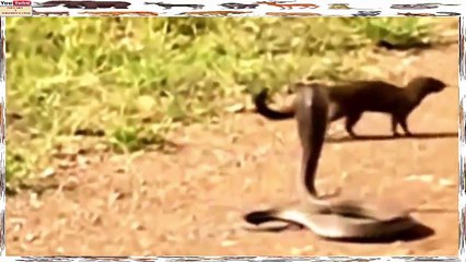 Mangustos Vs Cobras - Confrontos Impressionantes