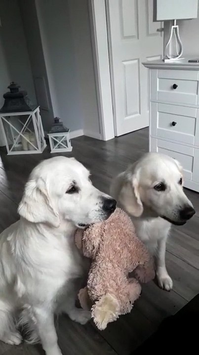 Deux chiens mangent des friandises en tenant leur peluche