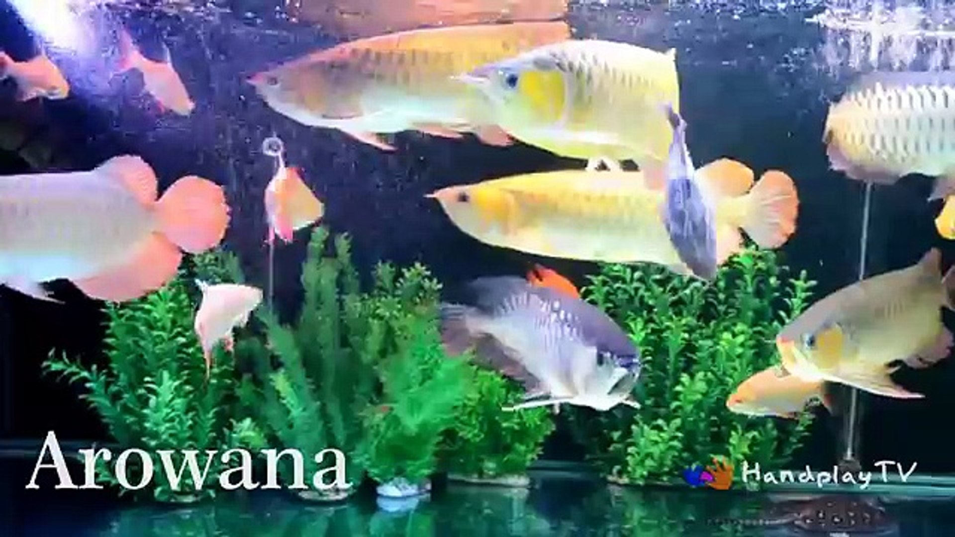 ⁣Learn Sea Animals Name | Pets for kids | Top Fish Pets Nursery Rhymes For Kids | HandplayTV Animals