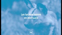 Les lycaons votent en éternuant