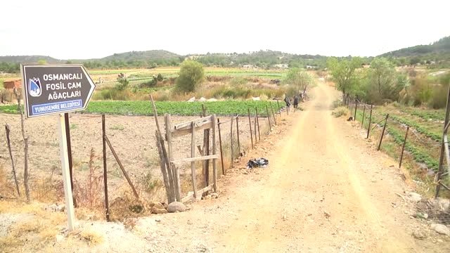 Milyonlarca Yıllık Fosil Orman Müzeye Dönüştürülecek