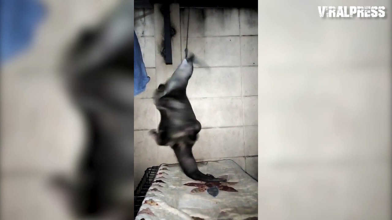 Otter Spins Round While Hanging By His Teeth