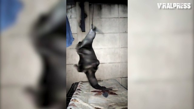 Otter Spins Round While Hanging By His Teeth