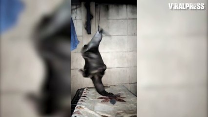 Otter Spins Round While Hanging By His Teeth